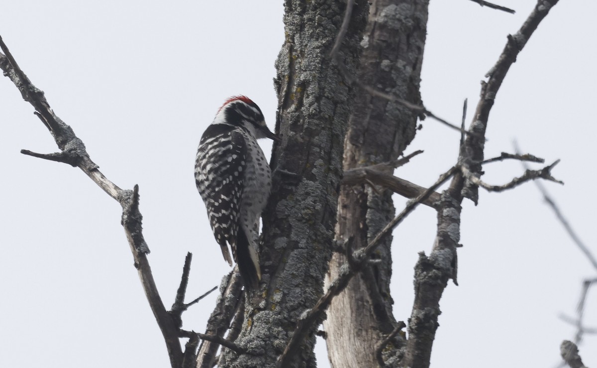 Nuttall's Woodpecker - ML613481330