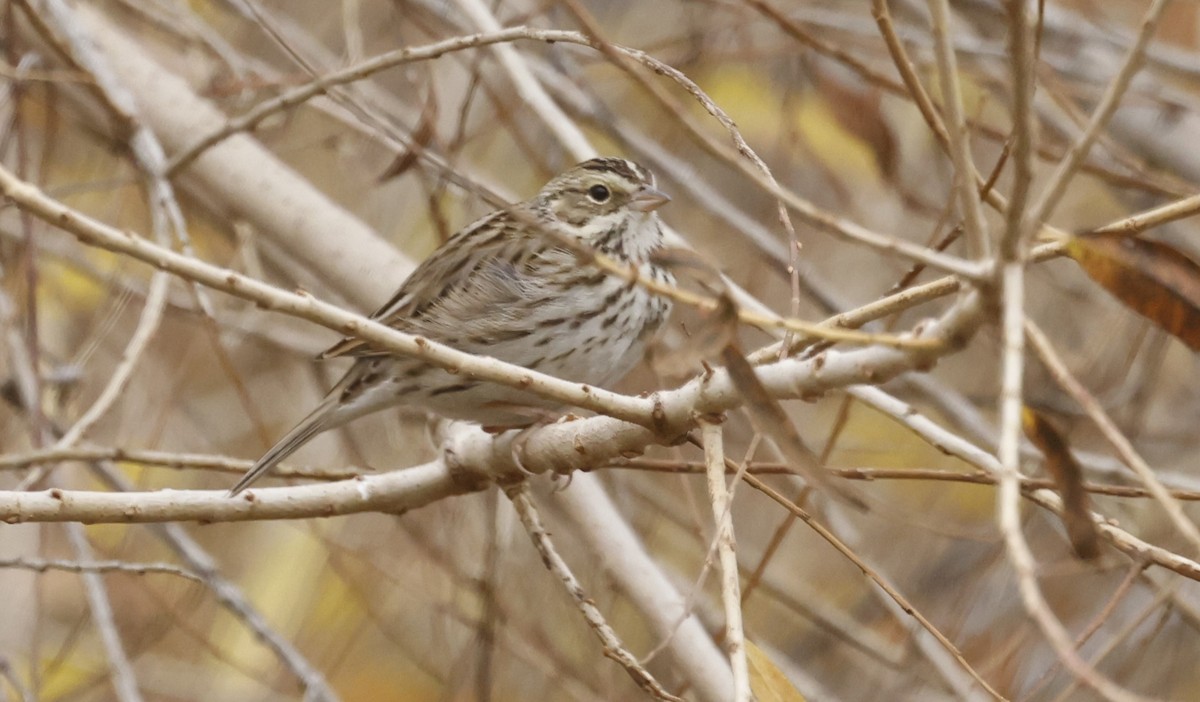 Savannah Sparrow - ML613481437
