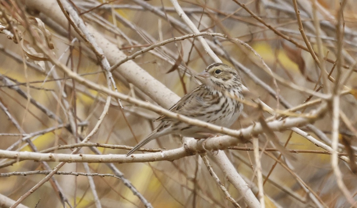 Savannah Sparrow - ML613481439