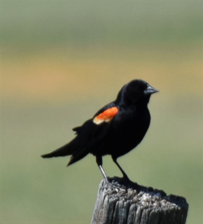 Red-winged Blackbird - William Crain