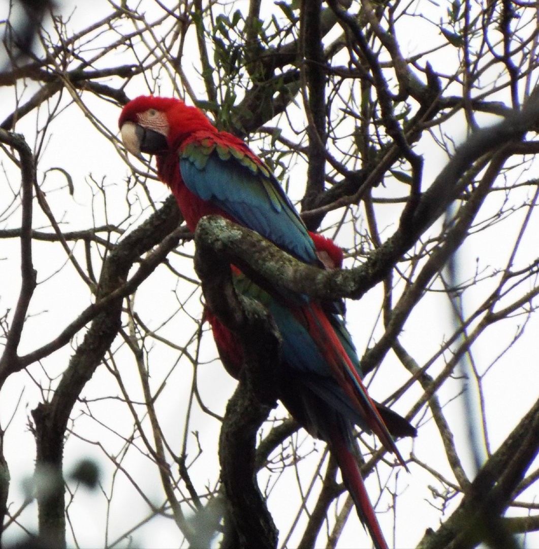 Red-and-green Macaw - ML613481531
