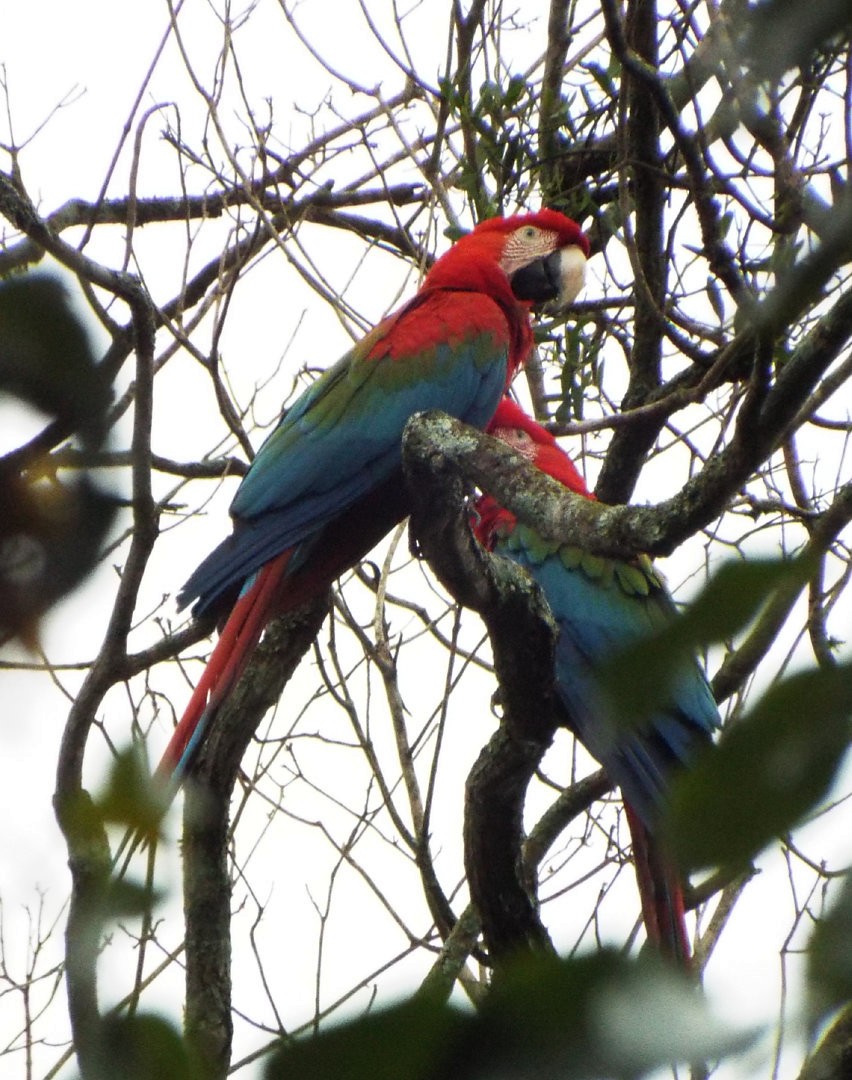 Red-and-green Macaw - ML613481532
