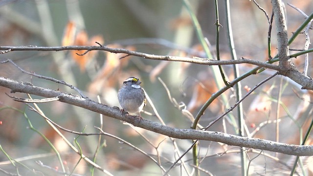 White-throated Sparrow - ML613481867