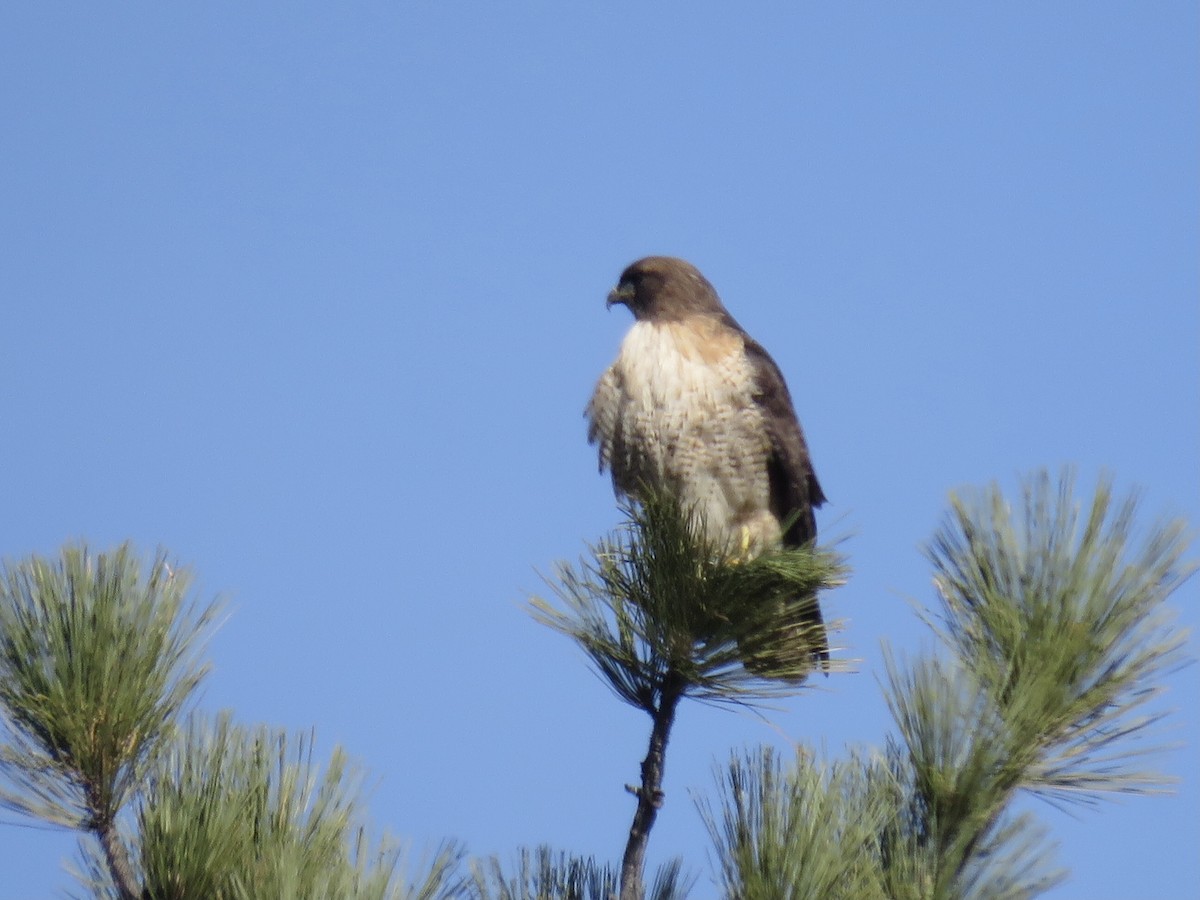 Red-tailed Hawk - ML613482249