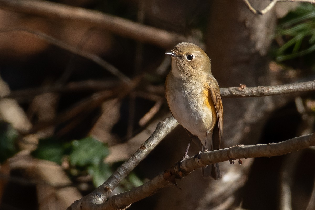 Red-flanked Bluetail - ML613482524