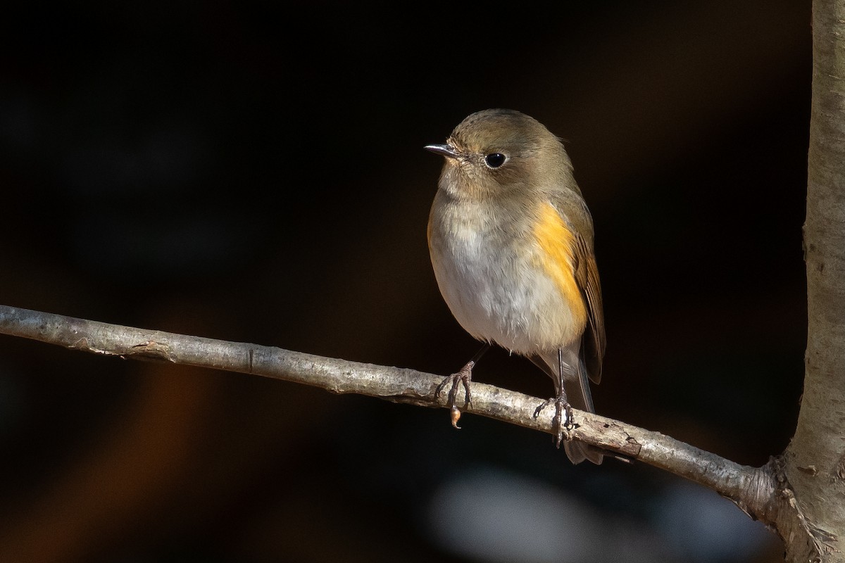 Red-flanked Bluetail - ML613482525
