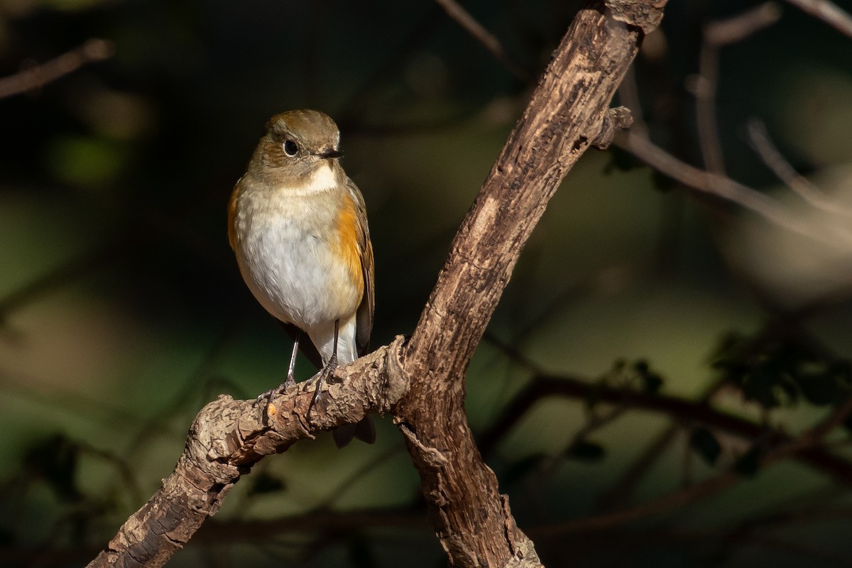 Red-flanked Bluetail - ML613482526