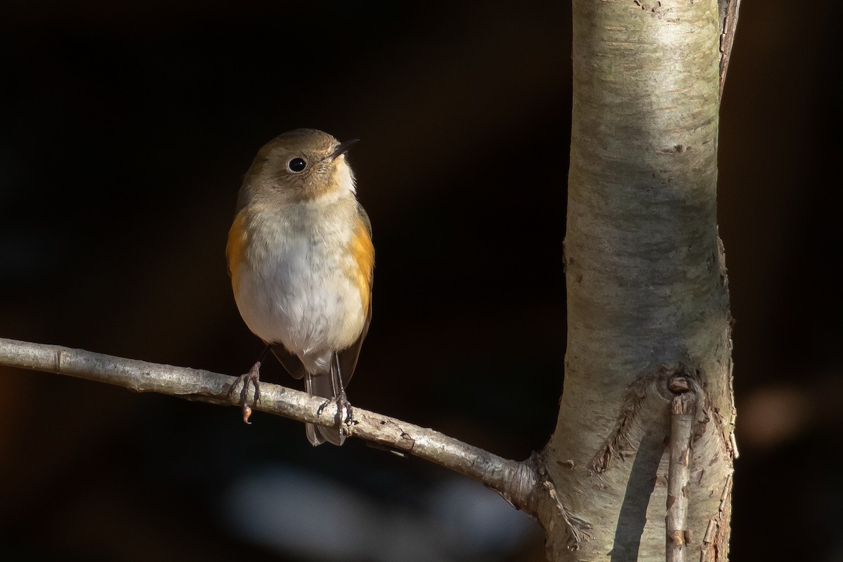 Red-flanked Bluetail - ML613482527