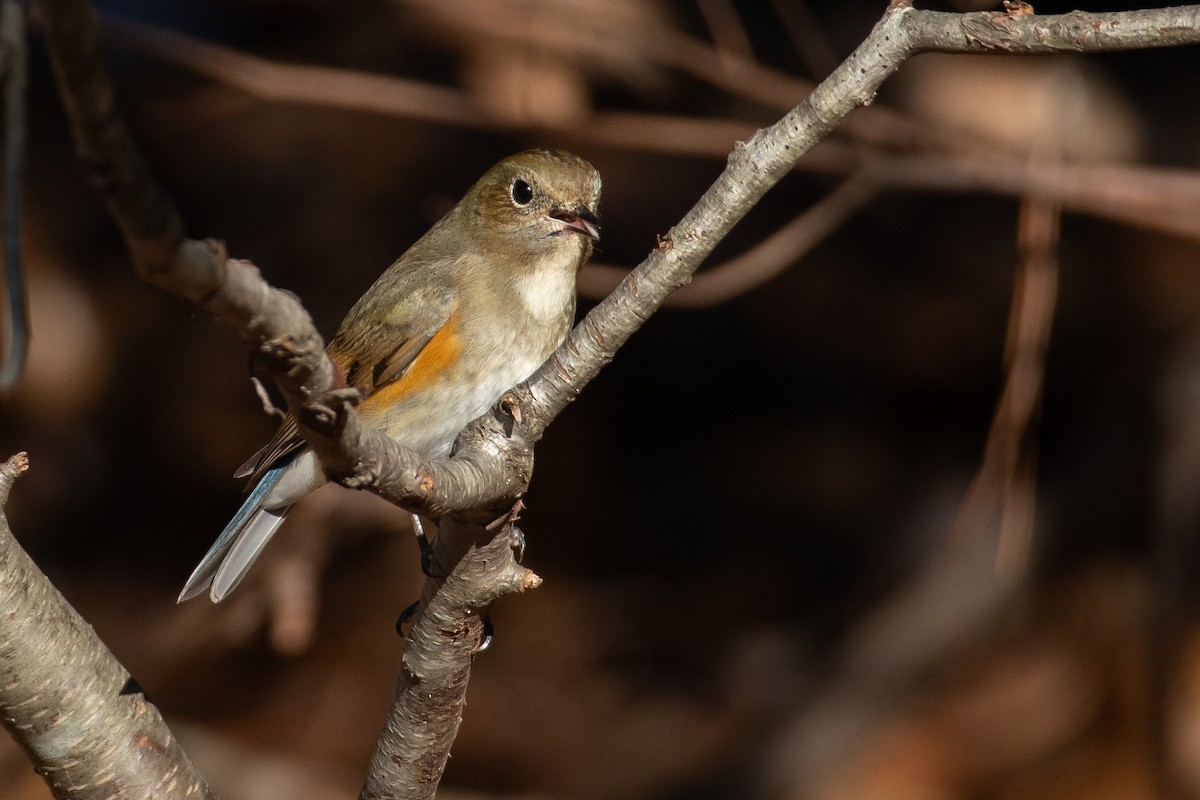 Red-flanked Bluetail - ML613482528