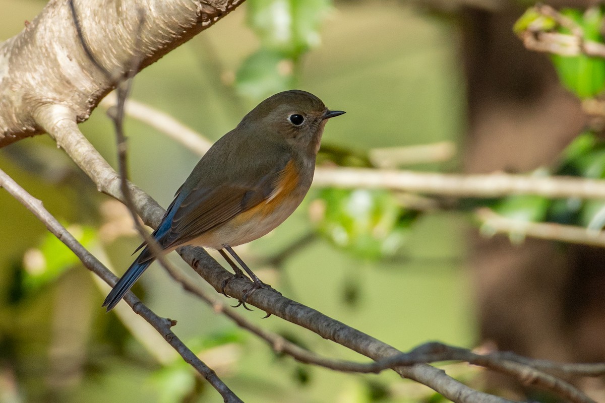 Red-flanked Bluetail - ML613482529