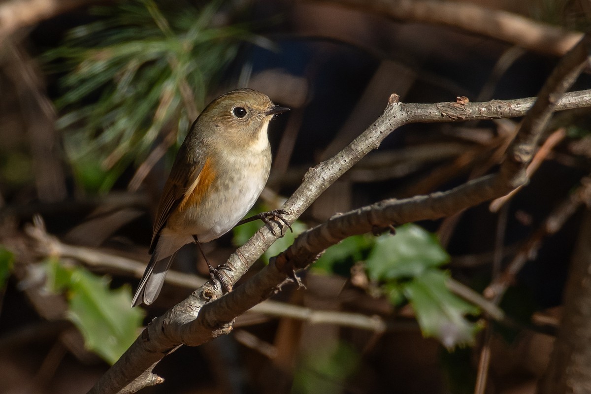 Red-flanked Bluetail - Mike Tucker