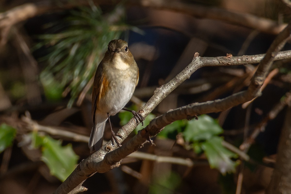 Red-flanked Bluetail - ML613482531