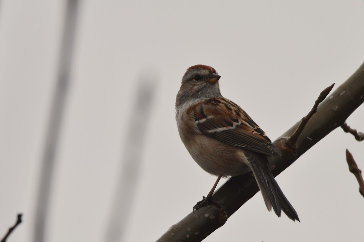 American Tree Sparrow - ML613482607