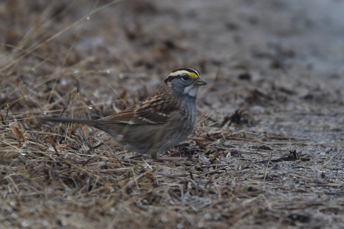 White-throated Sparrow - ML613482633