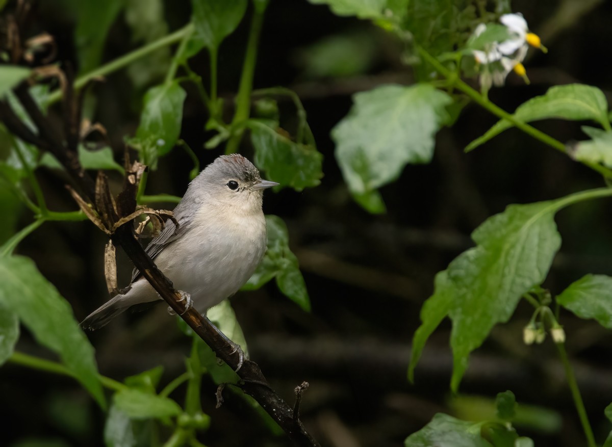 Lucy's Warbler - ML613482705