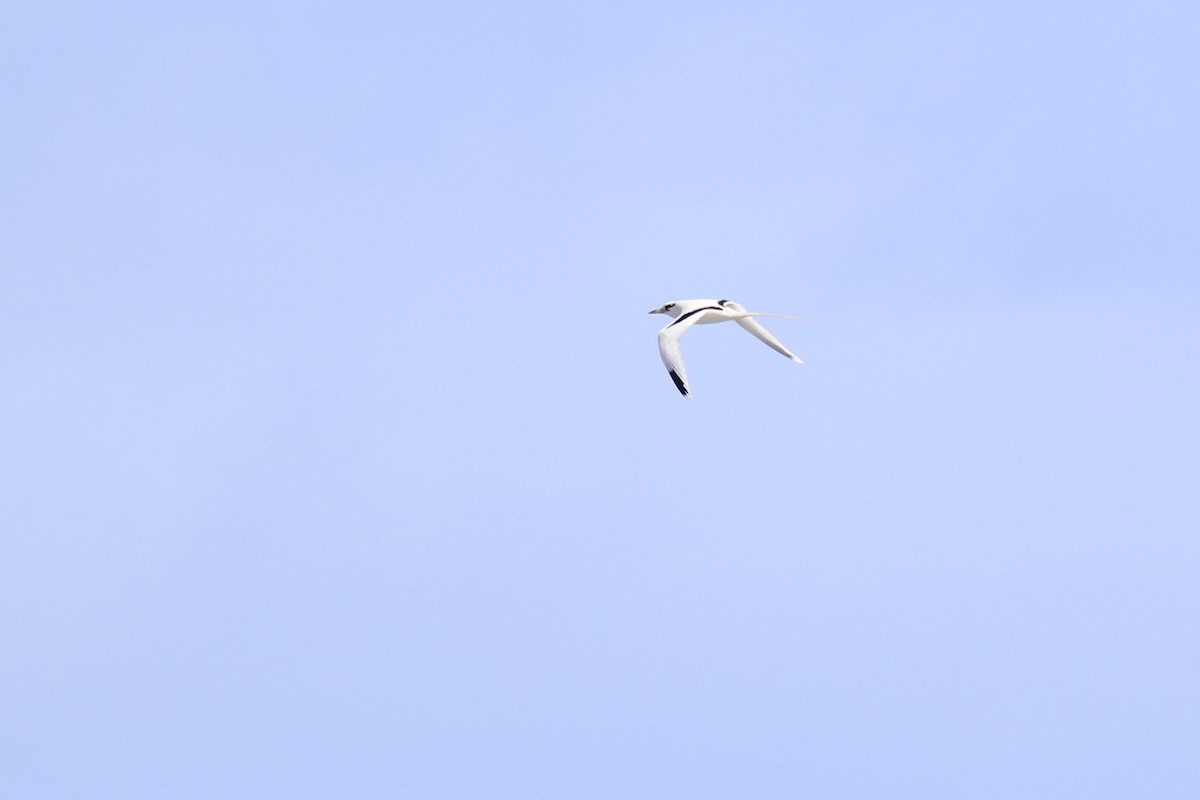 White-tailed Tropicbird - ML613482708