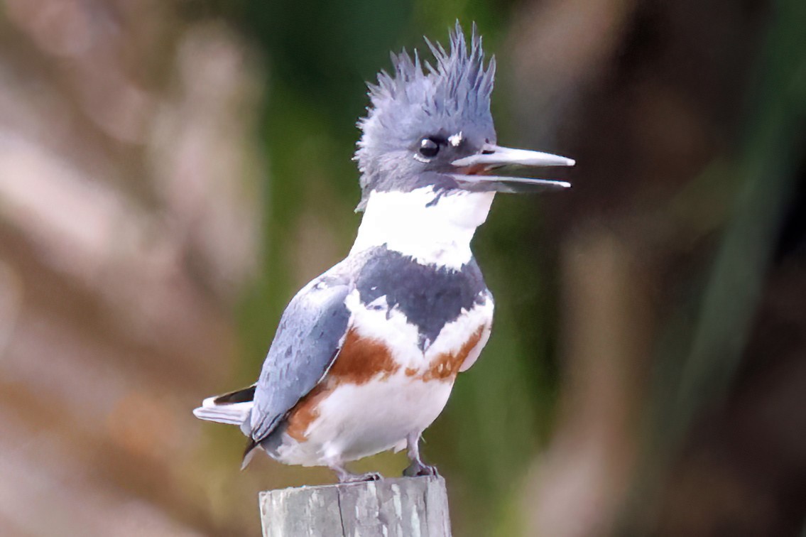 Belted Kingfisher - ML613482712