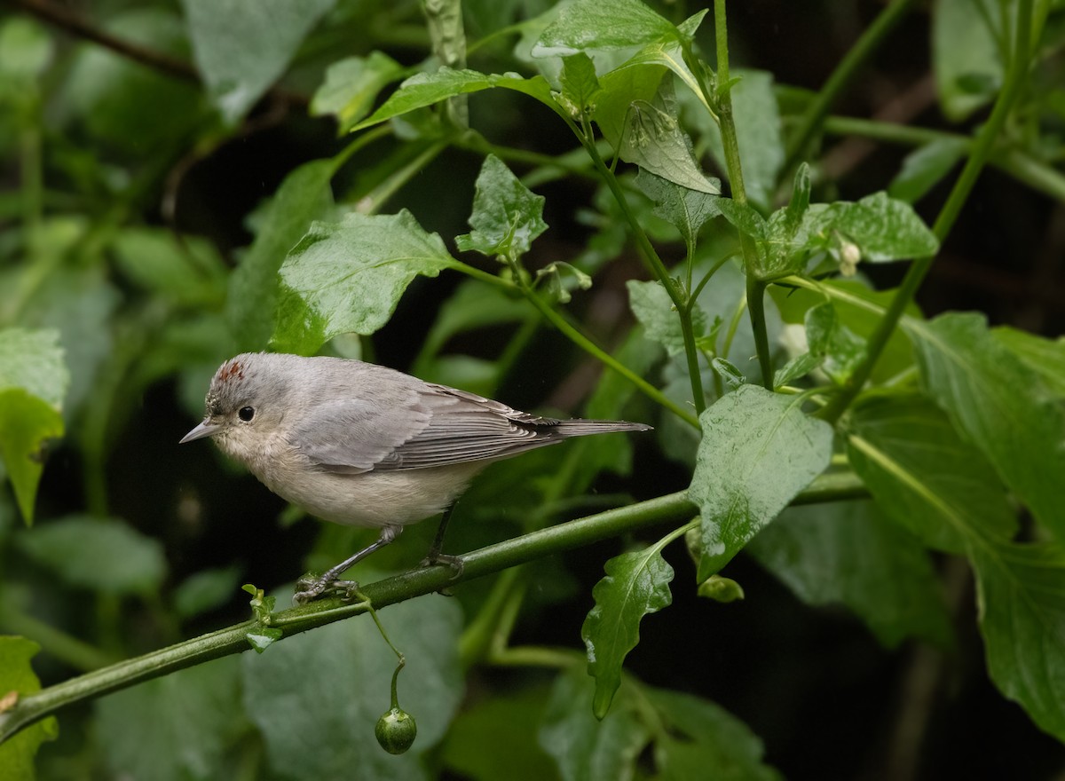 Lucy's Warbler - ML613482715