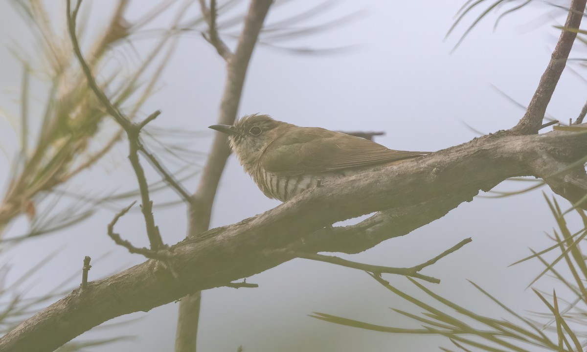 Little Bronze-Cuckoo (Gould's) - ML613482843