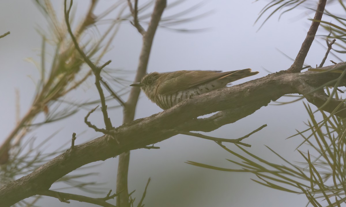 Little Bronze-Cuckoo (Gould's) - ML613482846