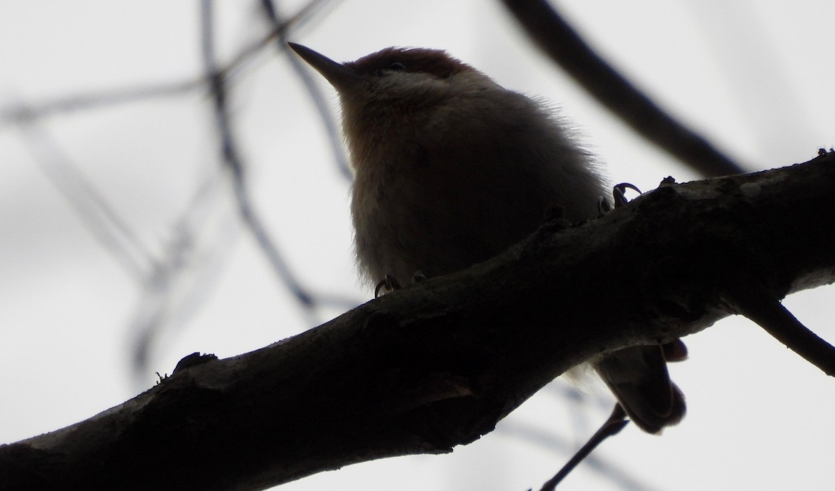 Brown-headed Nuthatch - ML613482935
