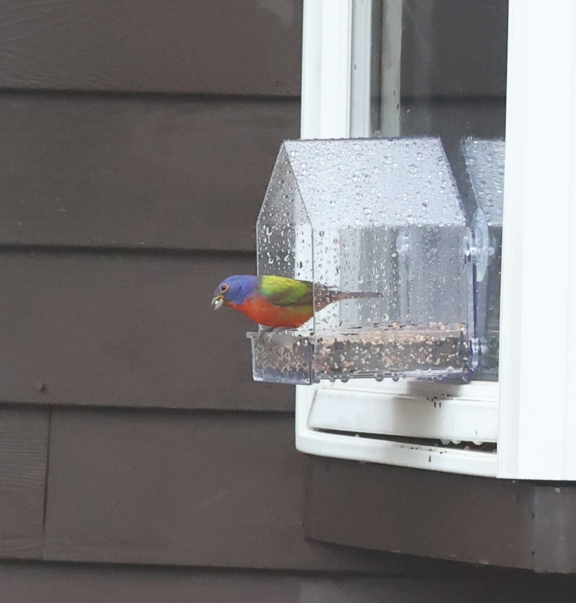 eBird Checklist 13 Jan 2024 Crystal Lake Park, Manchester USNH (42