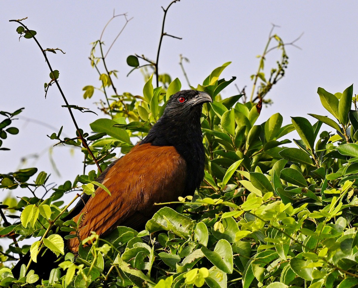 Greater Coucal - ML613483556