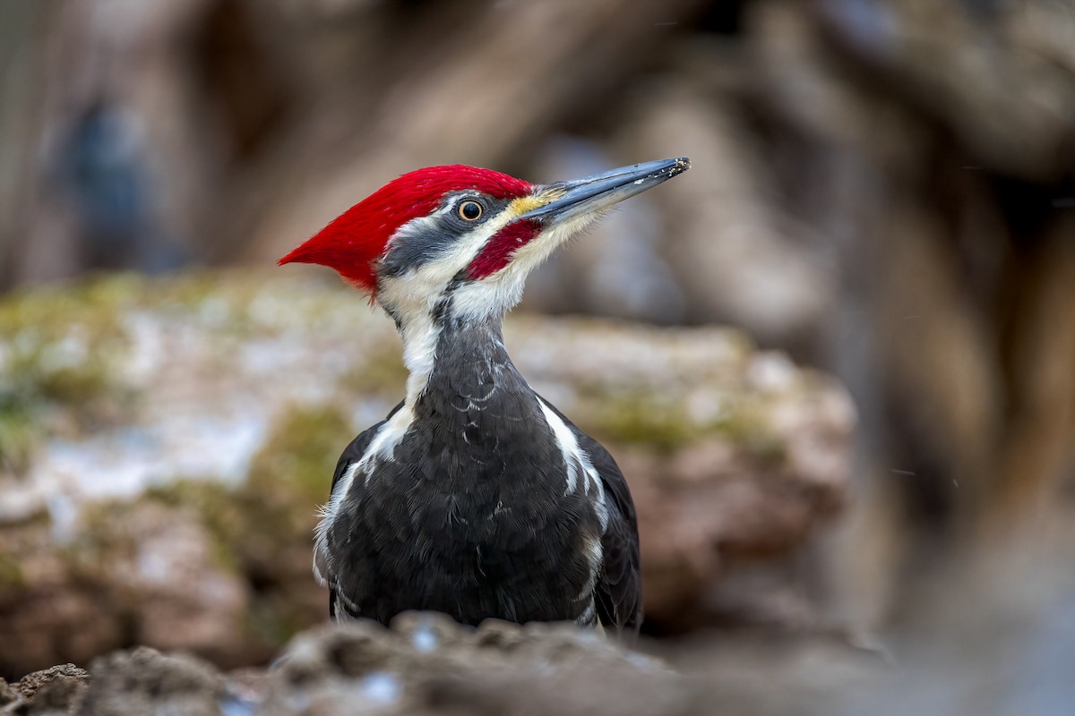 Pileated Woodpecker - ML613483586