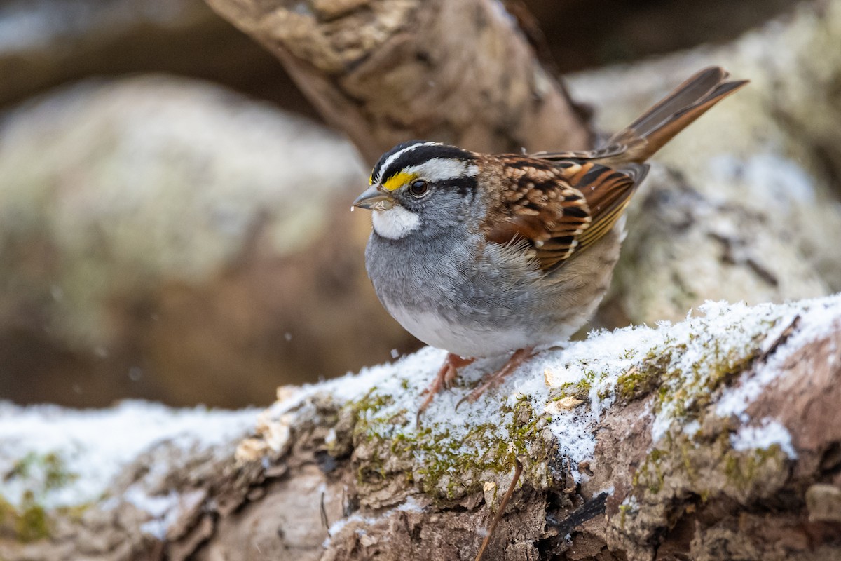White-throated Sparrow - ML613484200