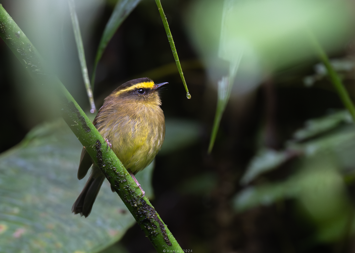 Yellow-bellied Chat-Tyrant - ML613484295