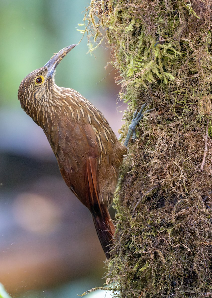 Strong-billed Woodcreeper - ML613484422