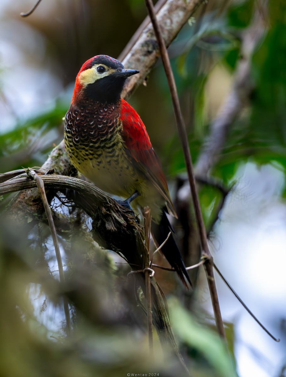 Crimson-mantled Woodpecker - ML613484440