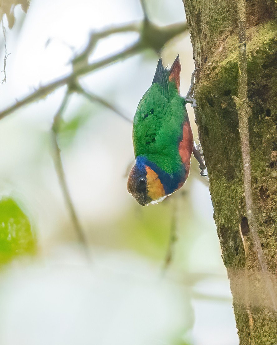 Red-breasted Pygmy-Parrot - Wilbur Goh
