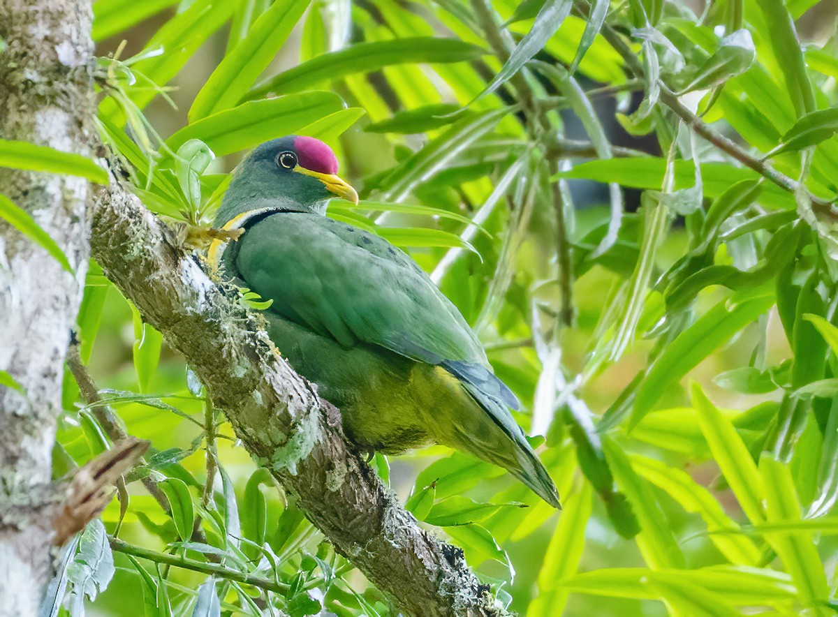 White-breasted Fruit-Dove - ML613485189