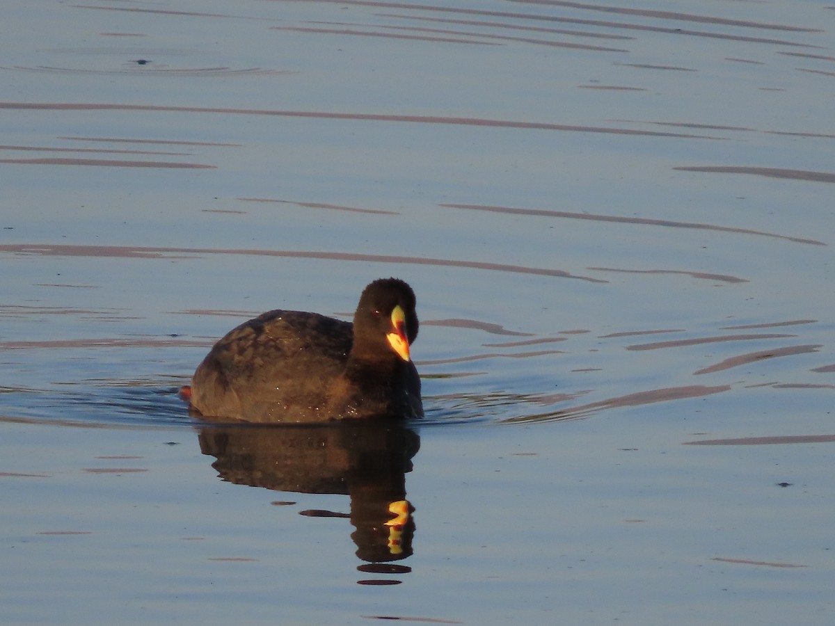 Red-gartered Coot - ML613485605