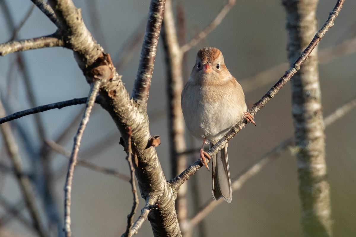 Field Sparrow - ML613486226