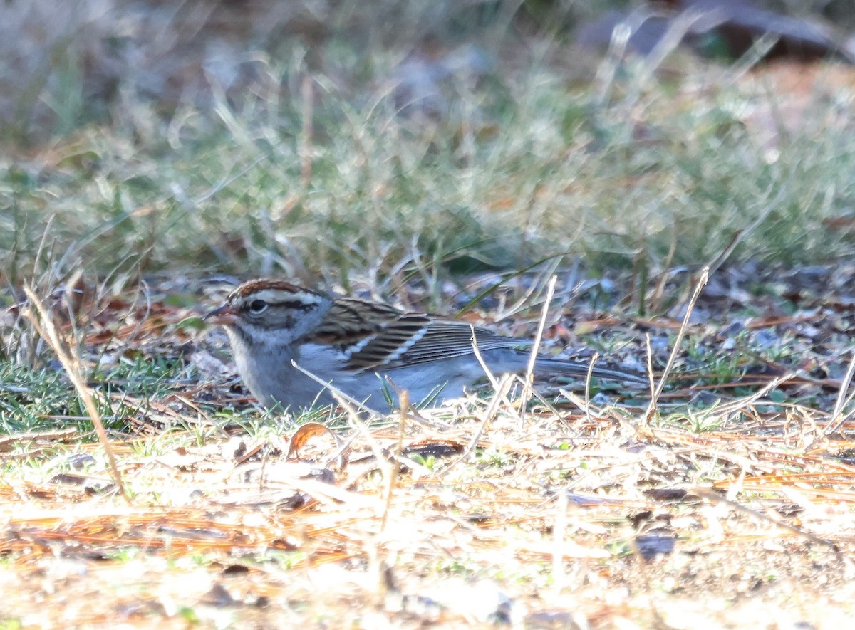 Chipping Sparrow - Tom Younkin