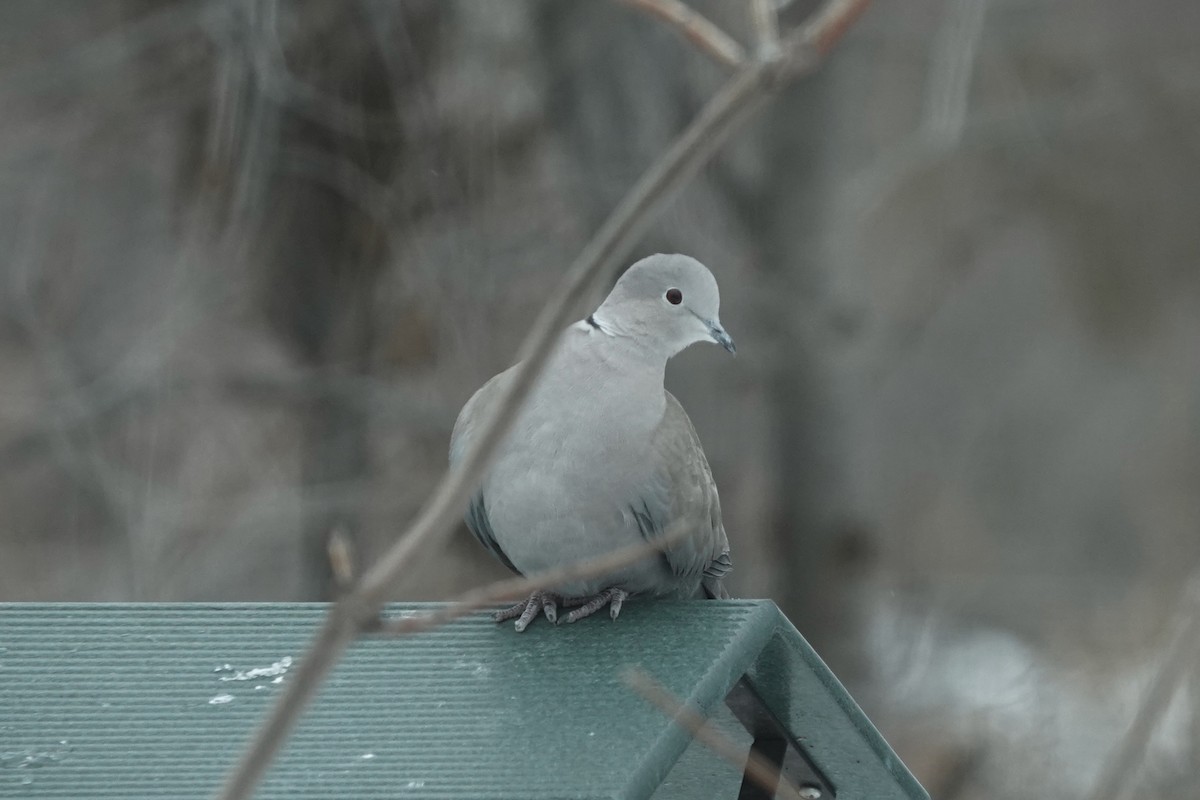 Eurasian Collared-Dove - Dondi Black