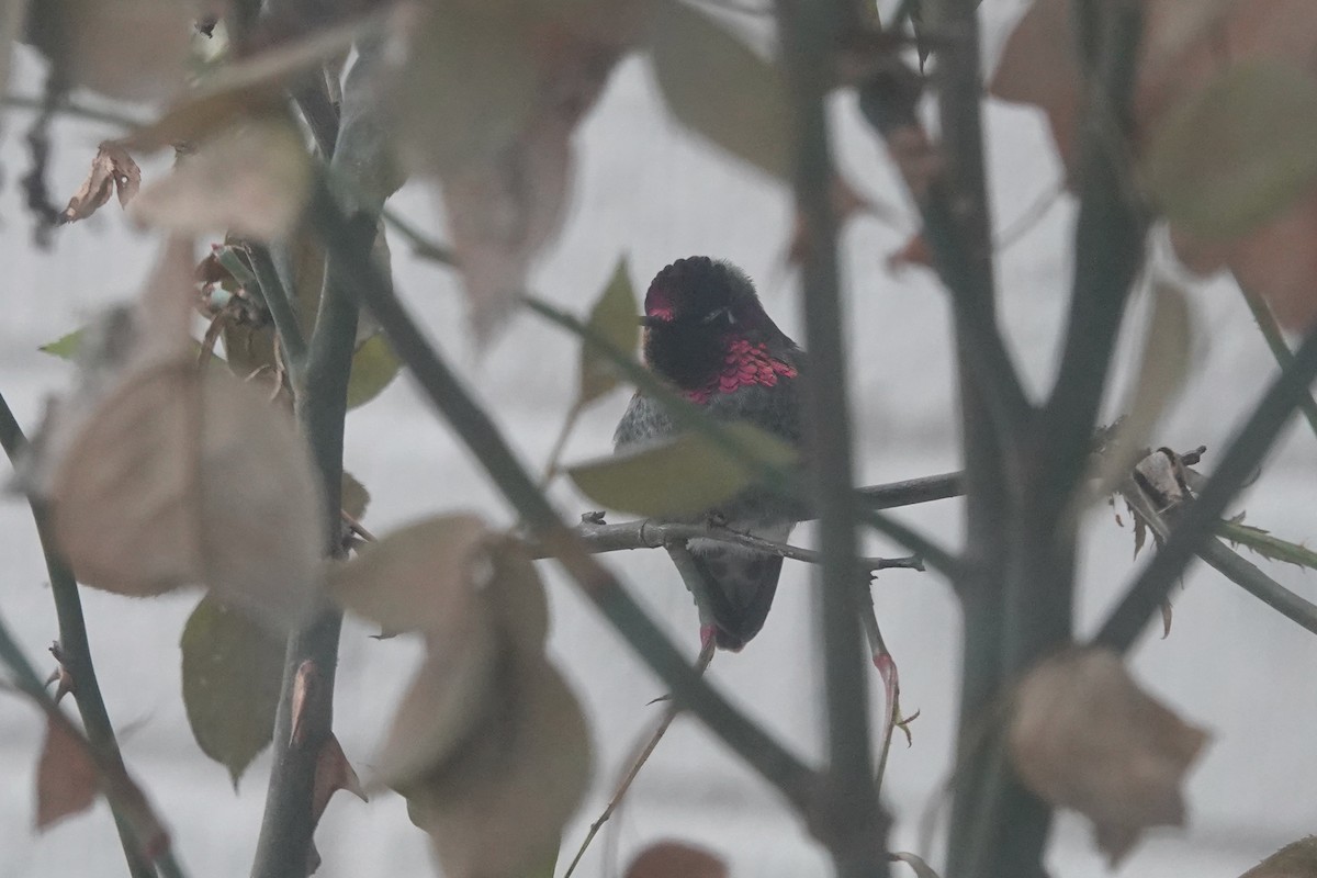 Anna's Hummingbird - Dondi Black
