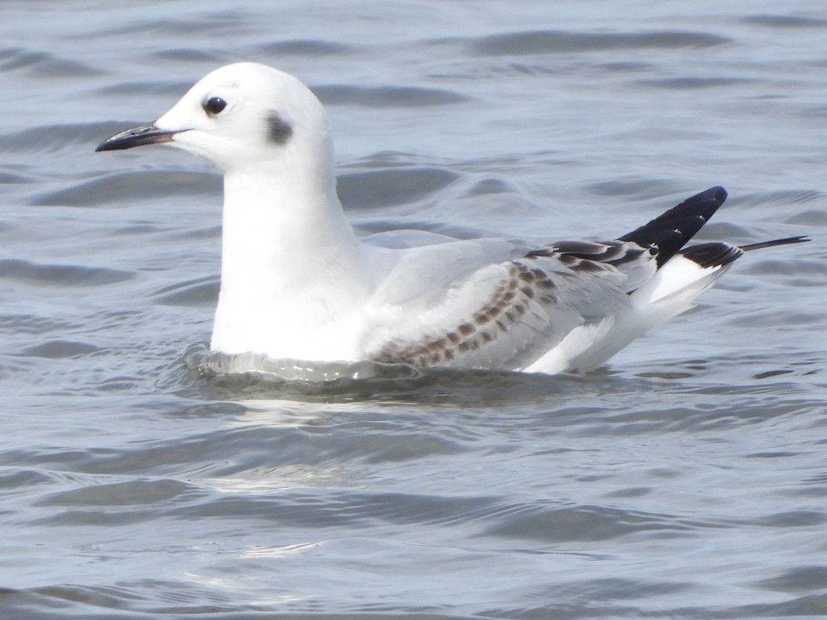 Bonaparte's Gull - ML613486493