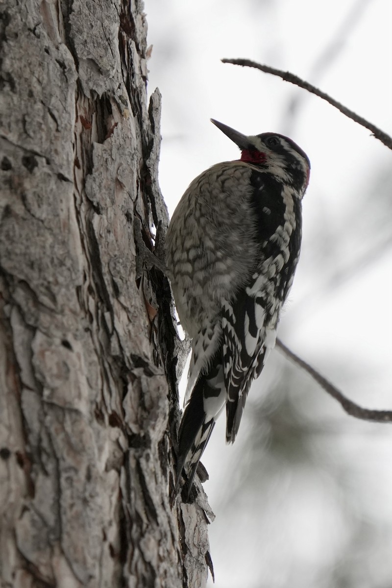 EBird Checklist 12 Jan 2024 Salt Lake City Cemetery 23 Species   1200