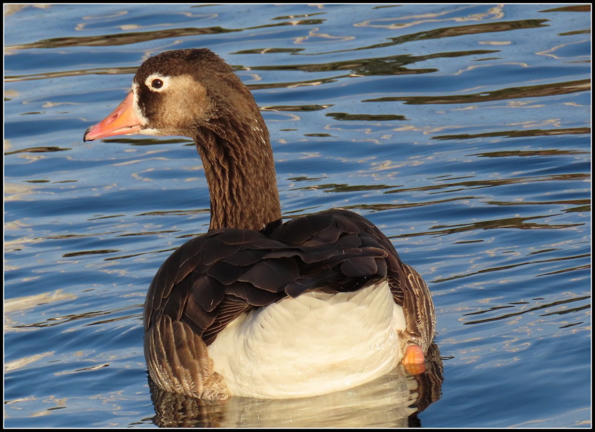 Domestic goose sp. (Domestic type) - ML613486638
