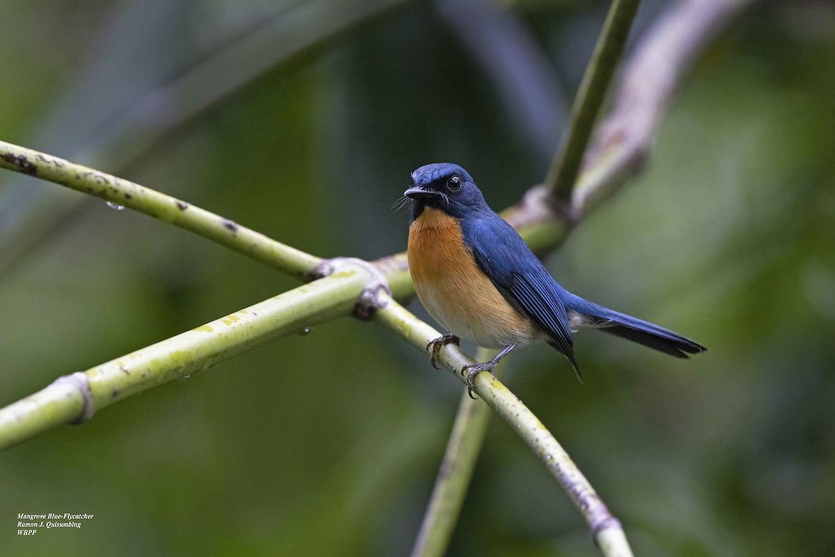Mangrove Blue Flycatcher (Philippine) - ML613487511