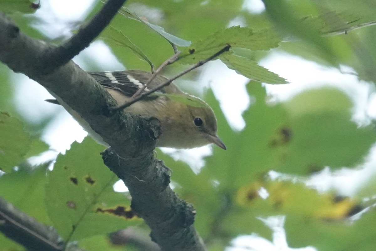 Bay-breasted Warbler - ML613487514