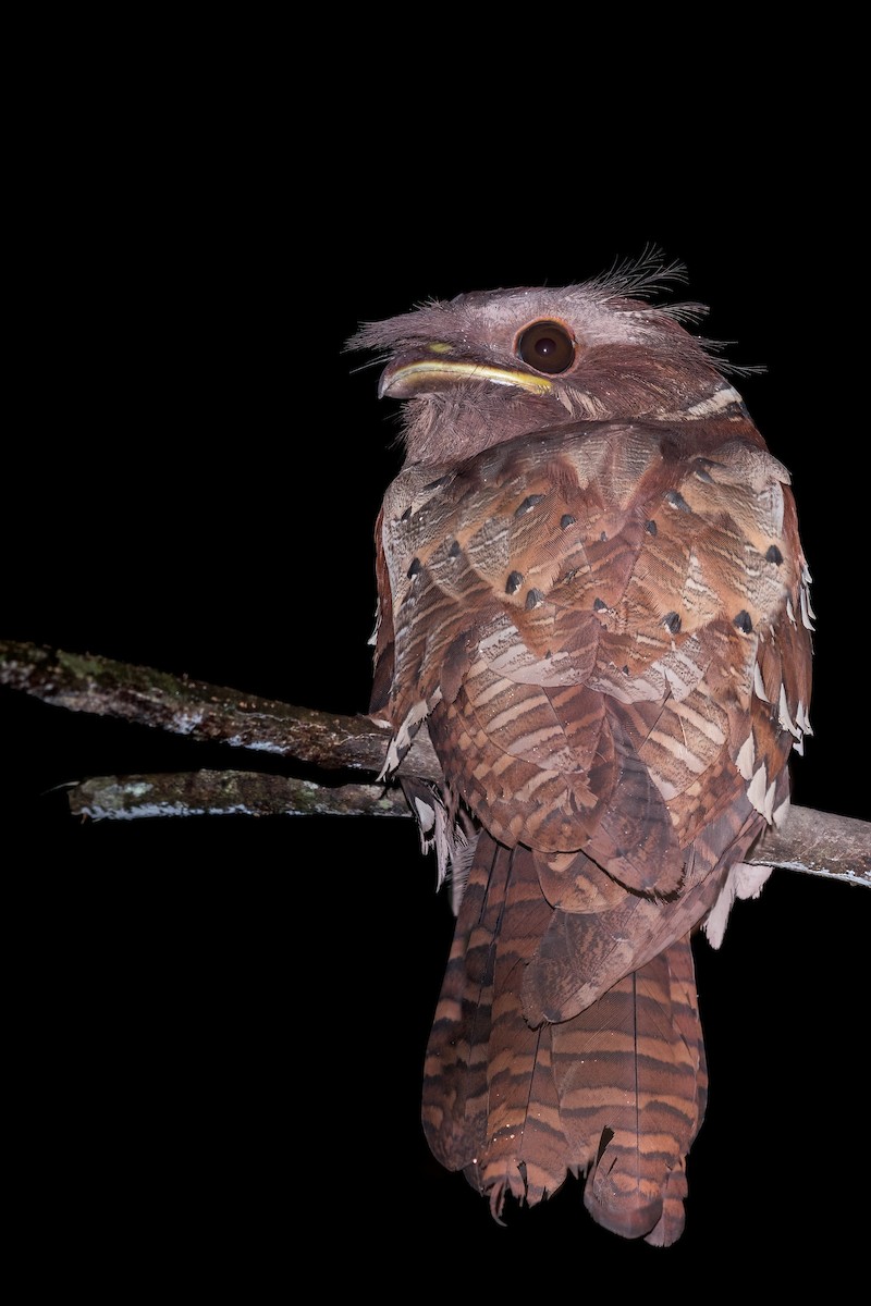 Dulit Frogmouth - ML613487711