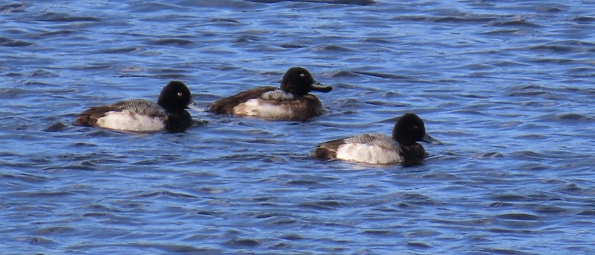Greater Scaup - ML613487817