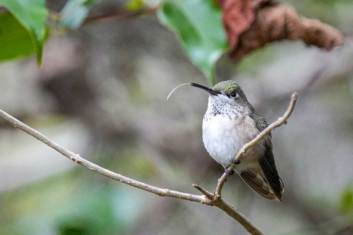 Calliope Hummingbird - ML613487915