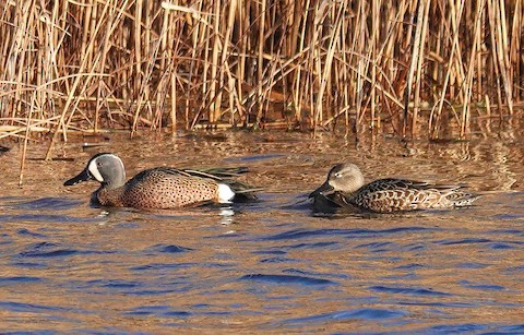 Blue-winged Teal - Kathleen Horn