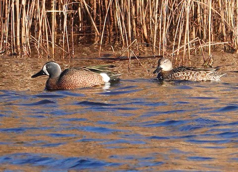 Blue-winged Teal - Kathleen Horn