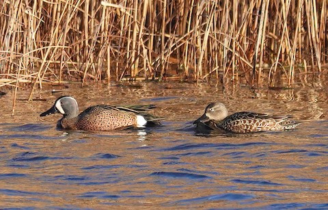 Blue-winged Teal - Kathleen Horn